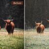 Forest Presets Lightroom Mobile & Desktop | Influencer Preset Wanderlust - Imagem 2