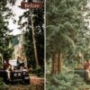 Forest Presets Lightroom Mobile & Desktop | Influencer Preset Wanderlust - Imagem 4