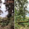 Landscape Presets Lightroom Desktop & Mobile Forest Preset Lifestyle - Image 4
