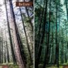 Landscape Presets Lightroom Desktop & Mobile Forest Preset Lifestyle - Image 8