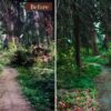 Landscape Presets Lightroom Desktop & Mobile Forest Preset Lifestyle - Image 9