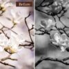 Monochrome Vintage Presets Lightroom Mobile & Desktop Fashion Presets Lifestyle  Old Photo Presets - Imagem 5