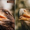 Forest Rustic Presets Lithroom Mobile e Desktop ACR - Image 9